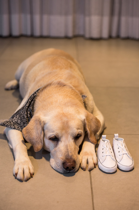 Book Gestante em Casa com Pet - gestante 12