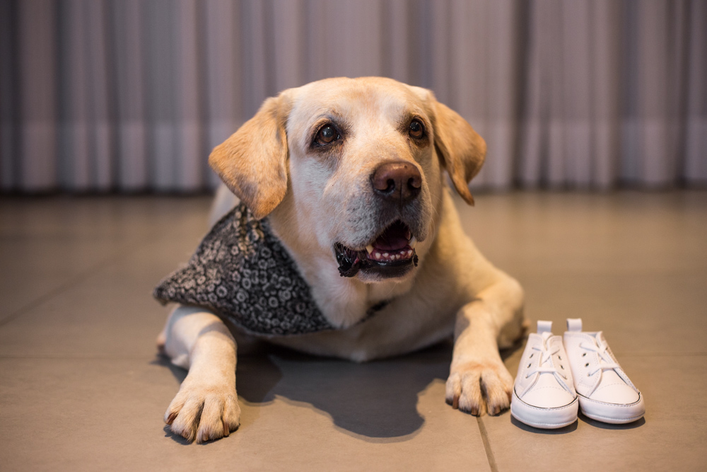 Book Gestante em Casa com Pet - gestante 13
